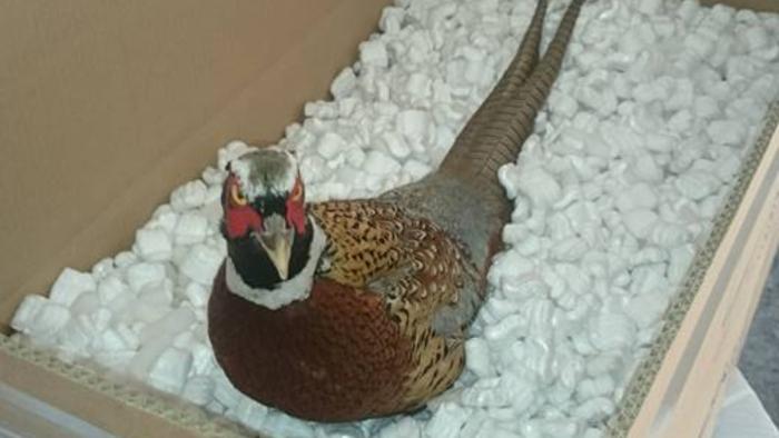 Packing items when moving house